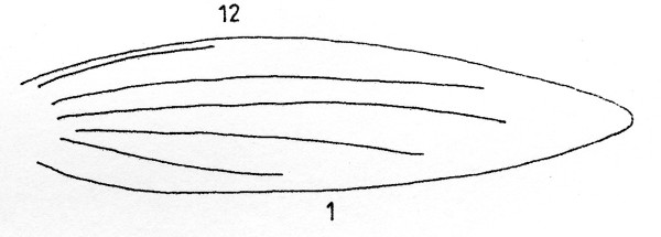 Venation forewing of Opostega salaciella (Opostegidae).